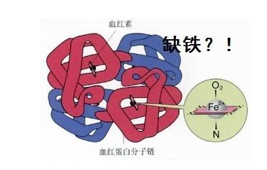 人體微量元素檢測儀品牌山東國康探究鐵元素在人體中的作用