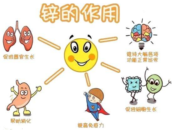 微量元素分析儀廠家提示變身威猛先生？該怎樣正確看待鋅的攝入