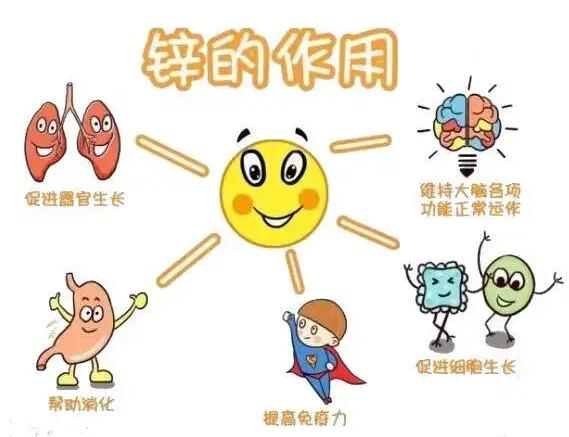 全自動微量元素分析儀生產廠家提示人體內的鋅元素有哪些作用？