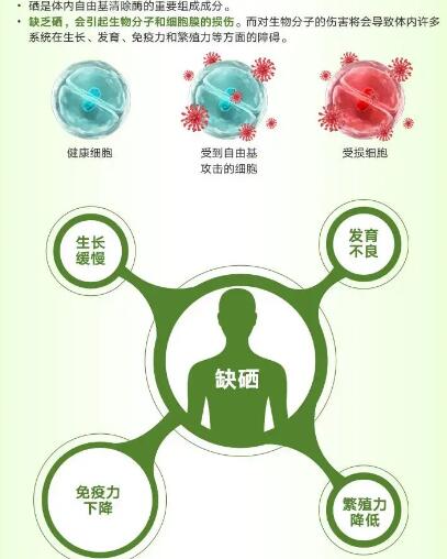 醫用微量元素檢測儀廠家提醒關愛男性健康，硒元素也不能少！